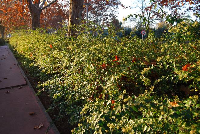 Abelia grandiflora