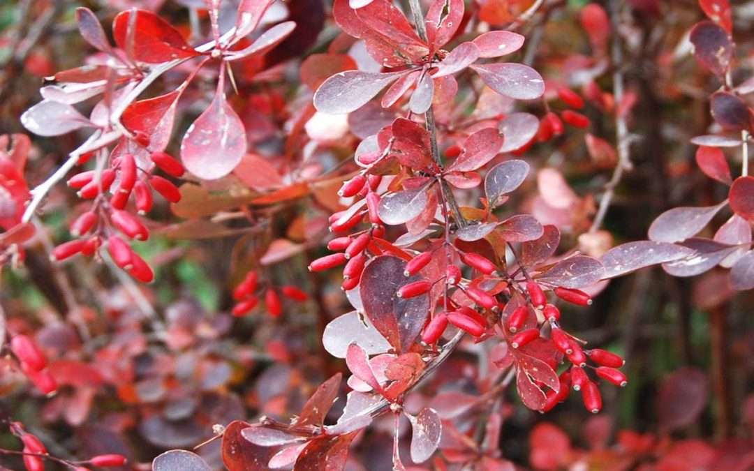 Agracejo rojo. Berberis thunbergii