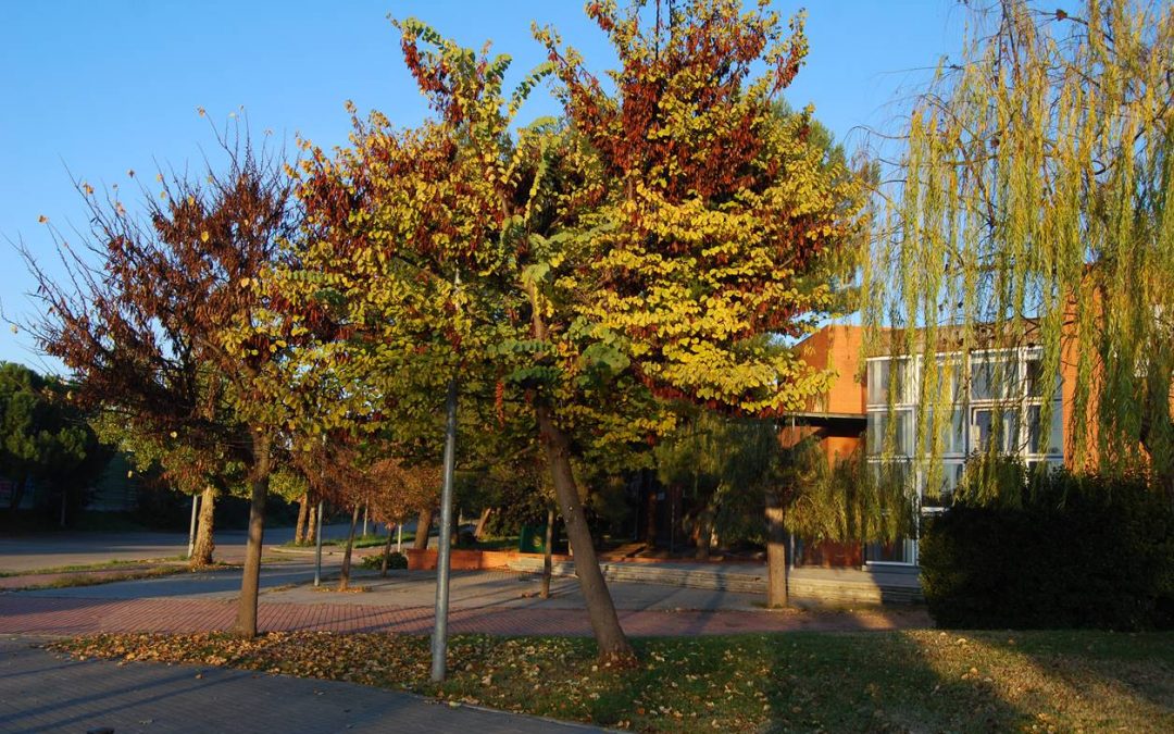 Cercis siliquastrum. Árbol del amor