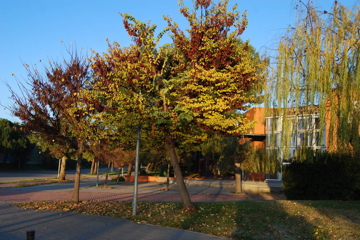 Blog Árbol del amor, árbol de judas, Cercis siliquastrum