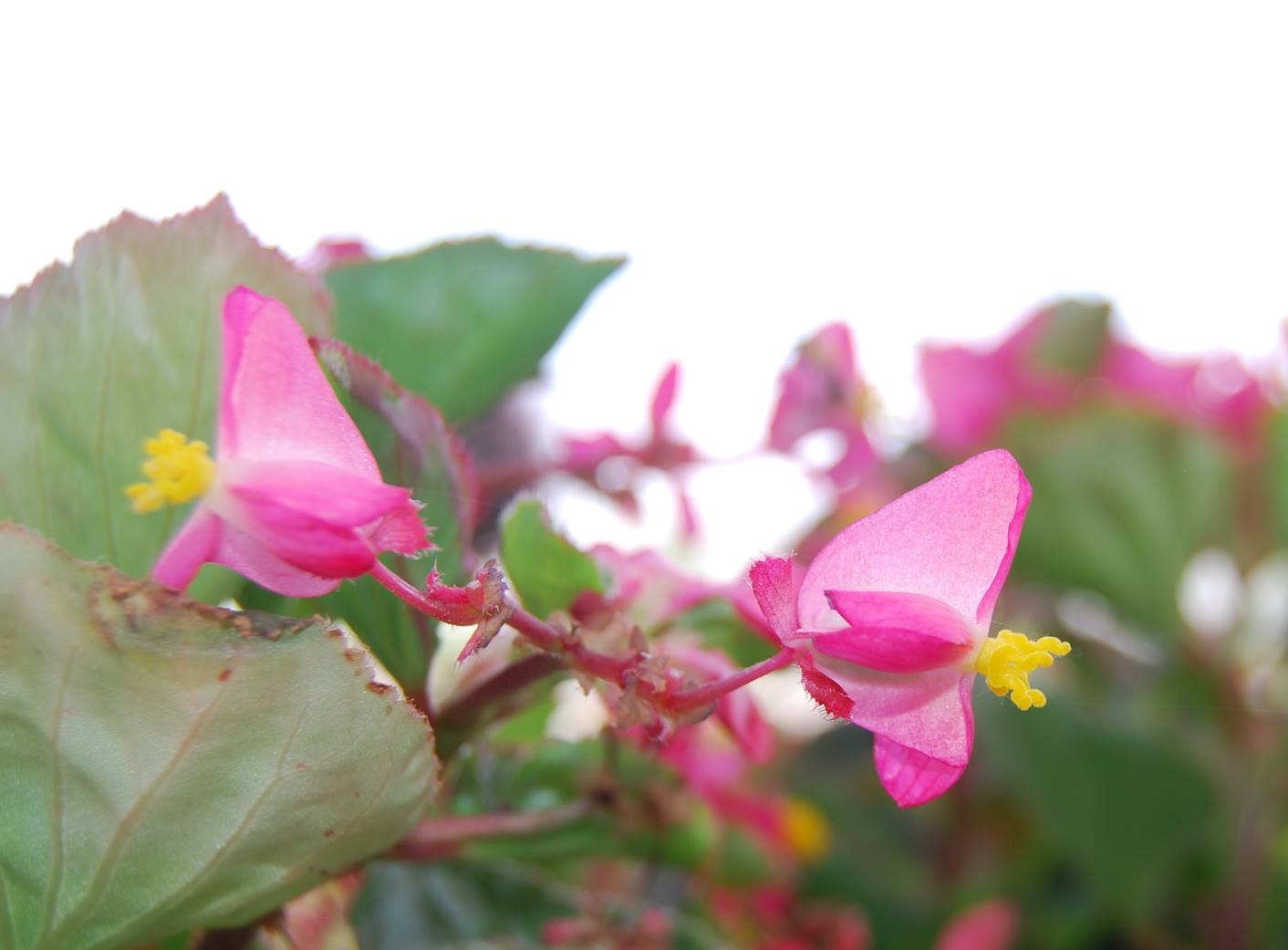 Begonia. Begonia semperflorens - Entorno en Verde