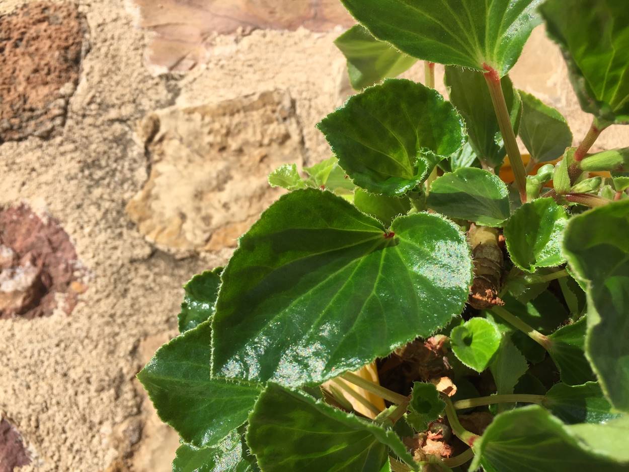 Begonia. Begonia semperflorens - Entorno en Verde