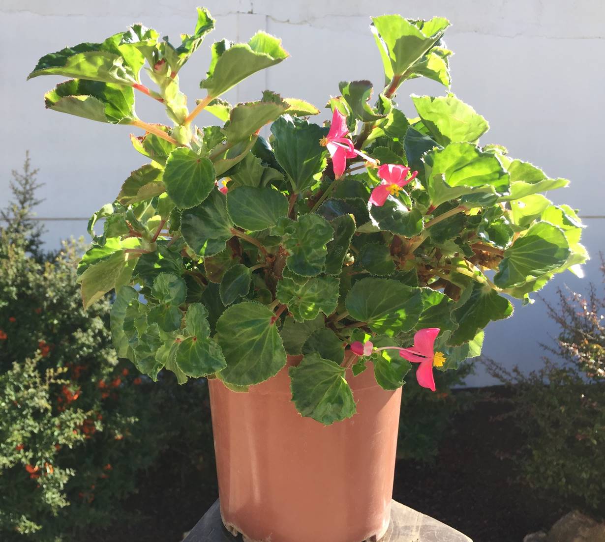 Begonia. Begonia semperflorens - Entorno en Verde