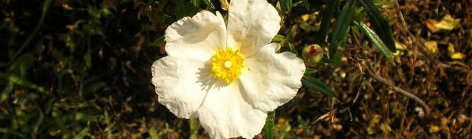 Cistus flor silvestre