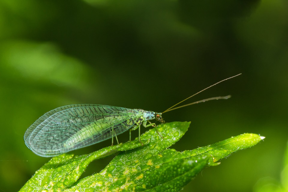 Crisopa. Chrysopa Perla