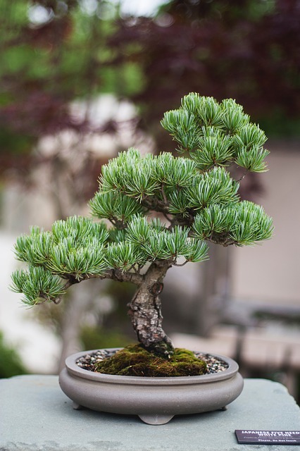 El bonsai