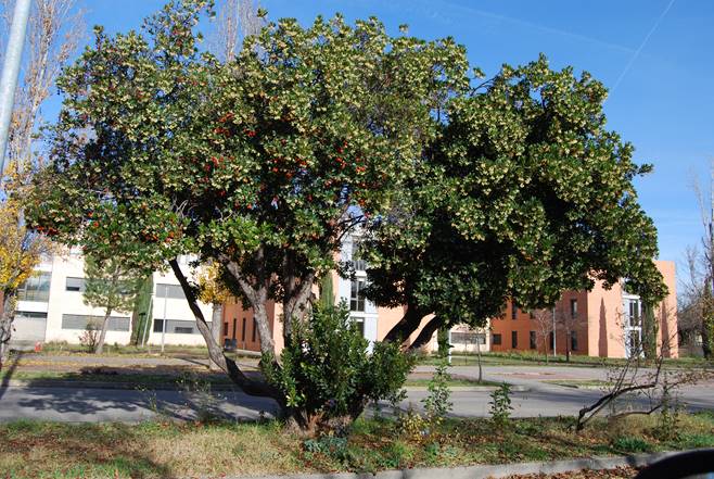 Madroño. ARBUTUS UNEDO - Entorno en Verde - Especies vetetales