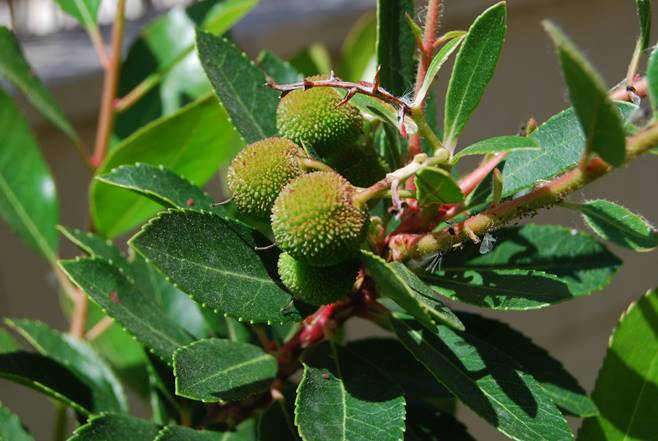 Madroño Arbutus unedo