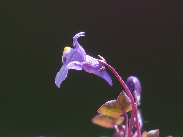 Palomilla de los muros. Cymbalaria Mularia