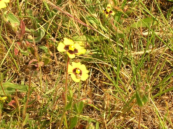 Tuberaria guttata