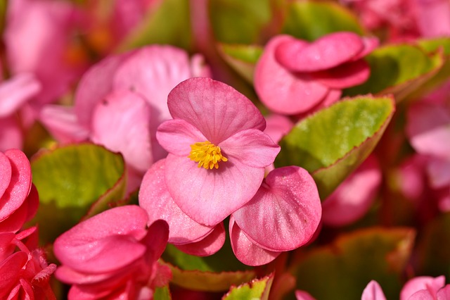 Begonia. Begonia semperflorens - Entorno en Verde