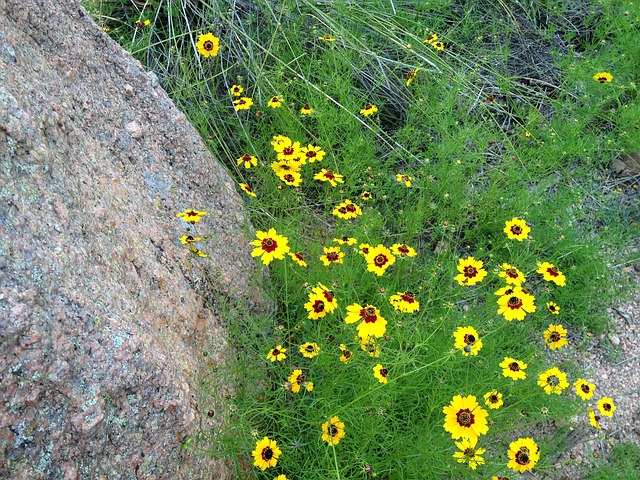 Tuberaria guttata