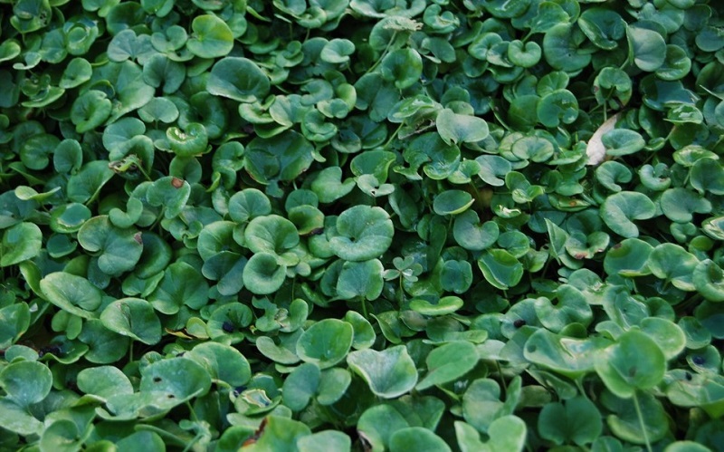 dichondra