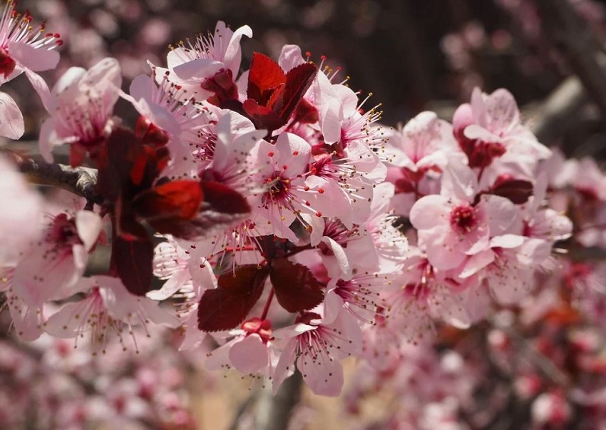 Prunus Cerasifera var. Pisardii