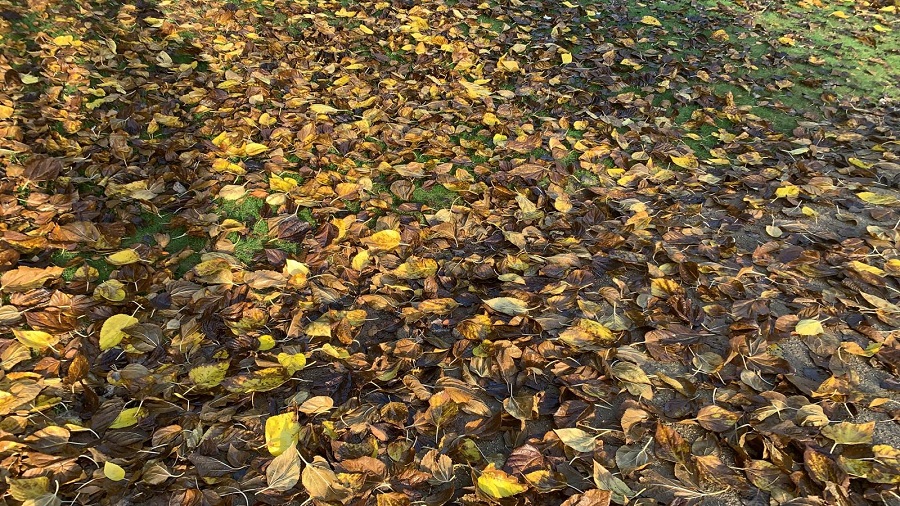 El mantenimiento del jardín en otoño