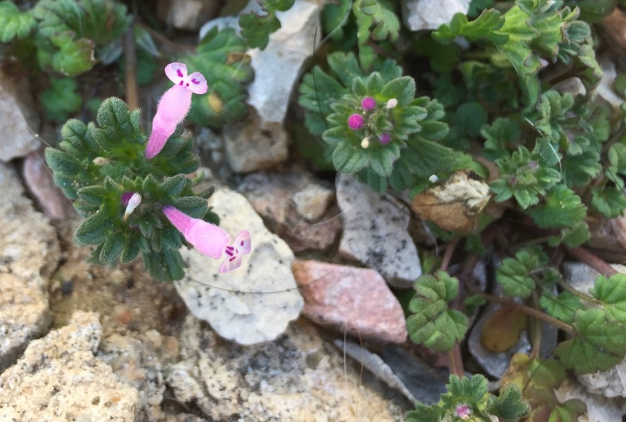 Lamium amplexicaule (alagüeña, zapatitos, conejitos…)