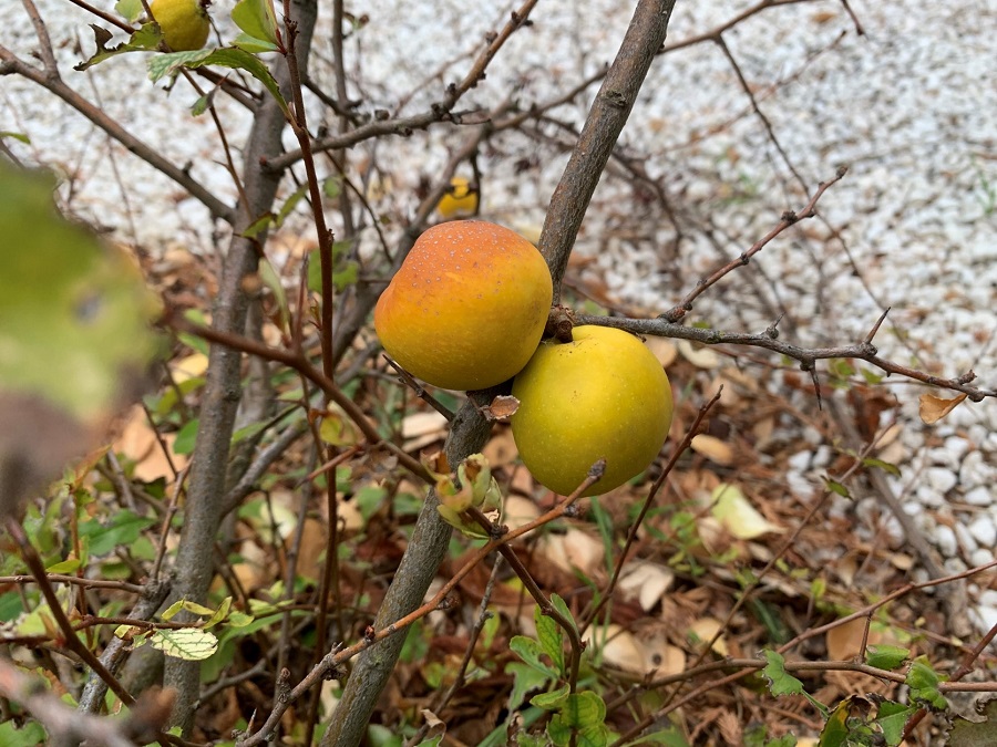 Membrillo japonés – Chaenomeles