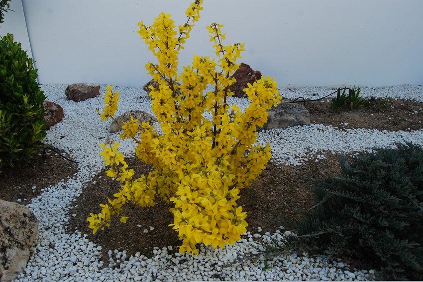 Forsythia x intermedia – Campanas doradas