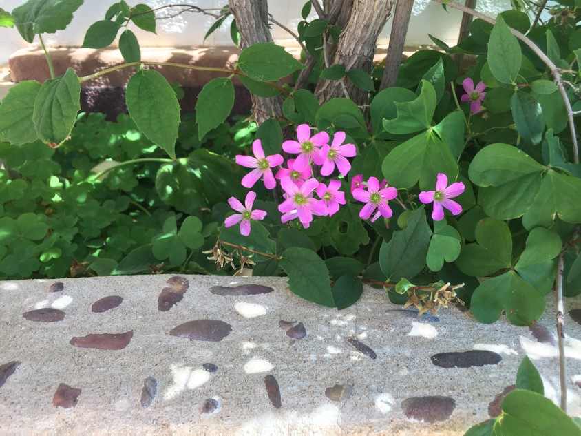 Oxalis articulata