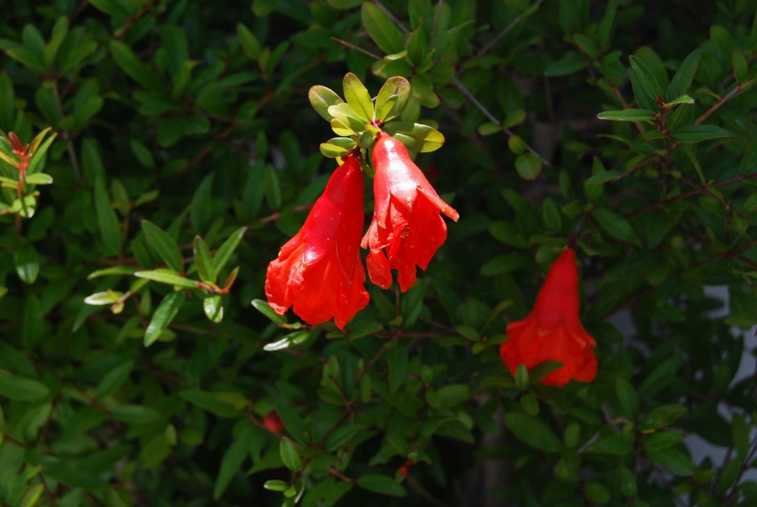 Blog Punica granatum (granado)