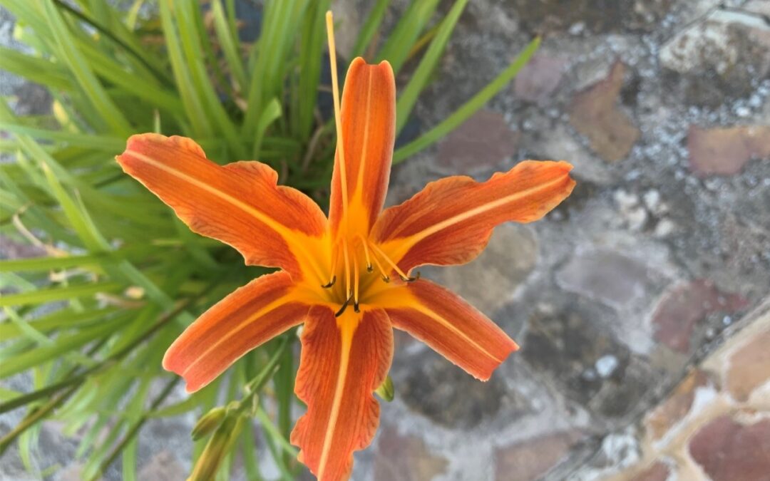 Lirio o azucena de día