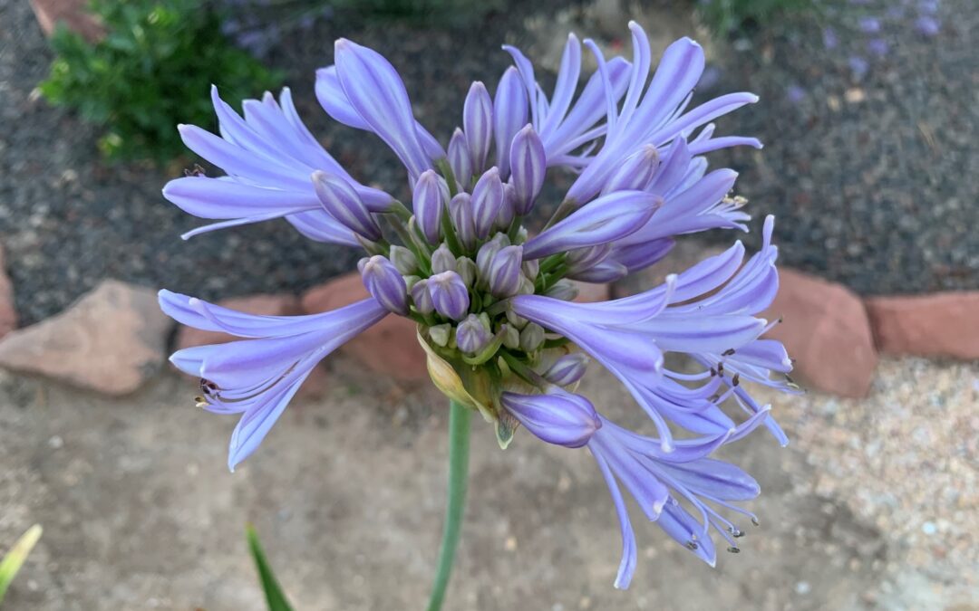 Azucena africana / Agapanthus praecox - Entorno en Verde