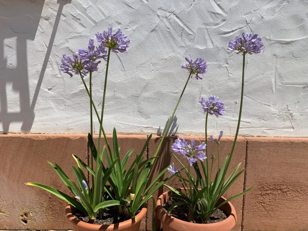 Azucena africana / Agapanthus praecox - Entorno en Verde