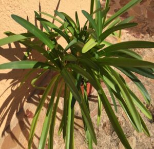 Azucena africana / Agapanthus praecox - Entorno en Verde