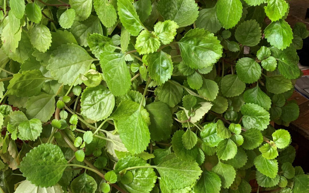 Plectranthus verticillatus, planta del dinero