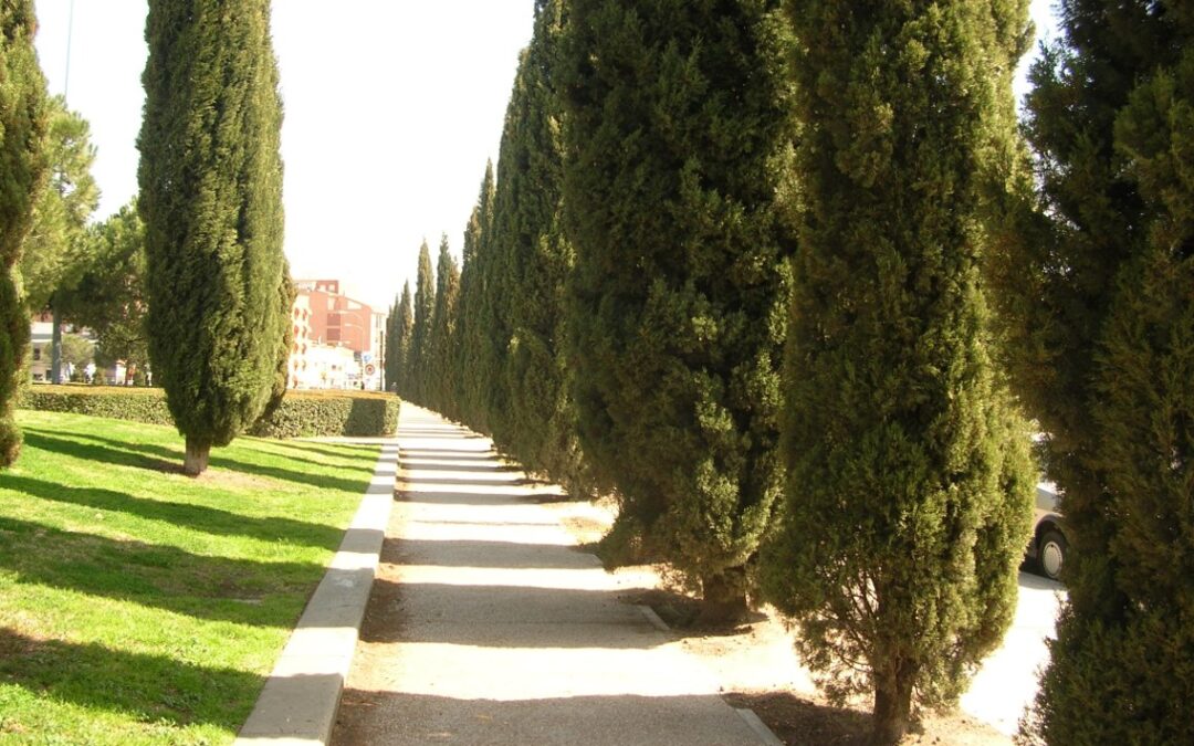 Cupressus sempervirens ¡Ciprés común!