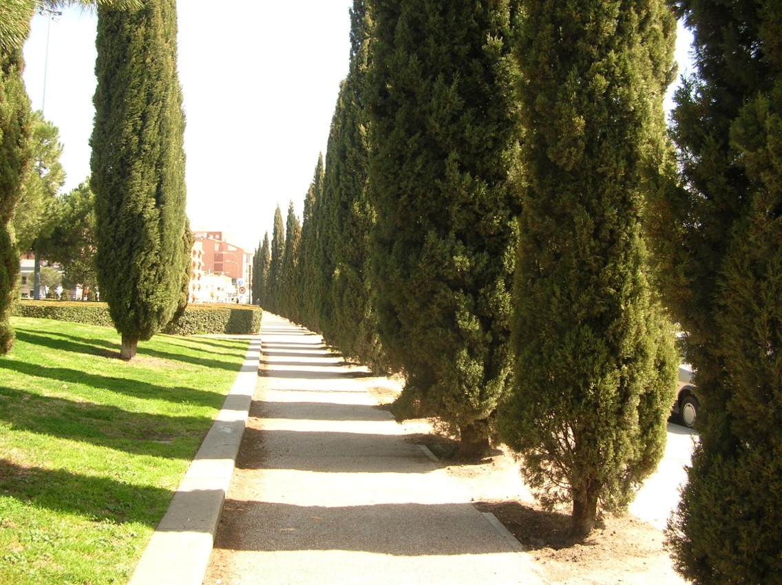 Blog Cupressus sempervirens ¡Ciprés común!