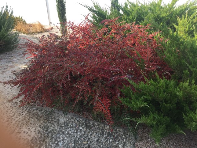 Cotoneaster horizontal, Griñolera