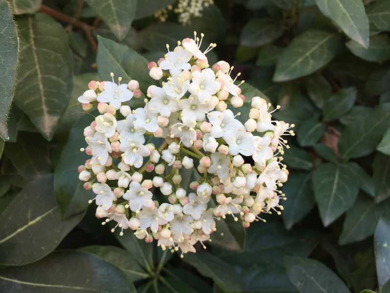 DURAZNILLO, DURILLO, TINO: VIBURNUM TINUS