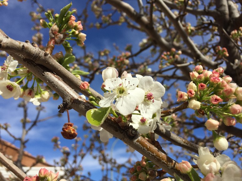 Peral de flor