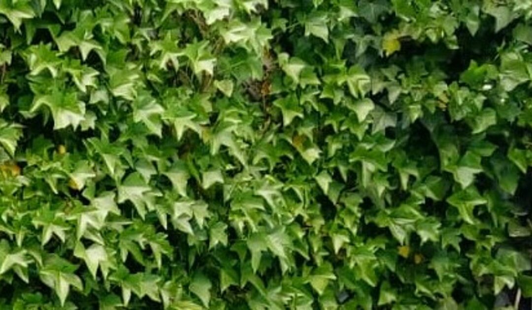 Hiedra común; Hedera helix