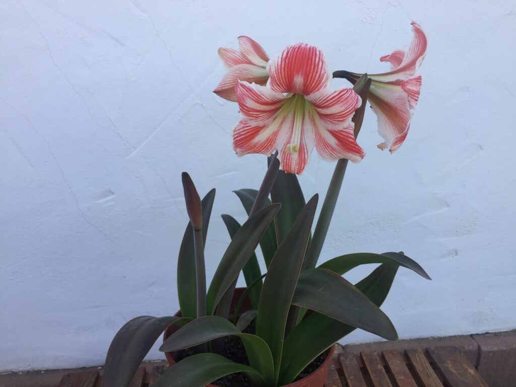 Amarilis. La suegra y la nuera. Hippeastrum vittatum - Entorno en Verde