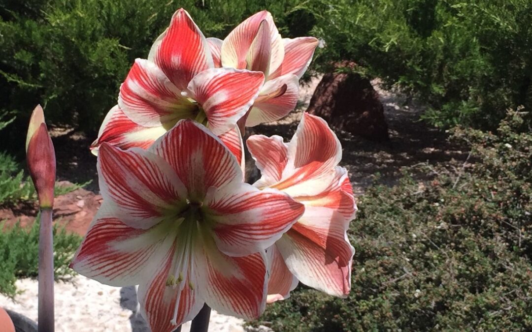 Amarilis. La suegra y la nuera. Hippeastrum vittatum