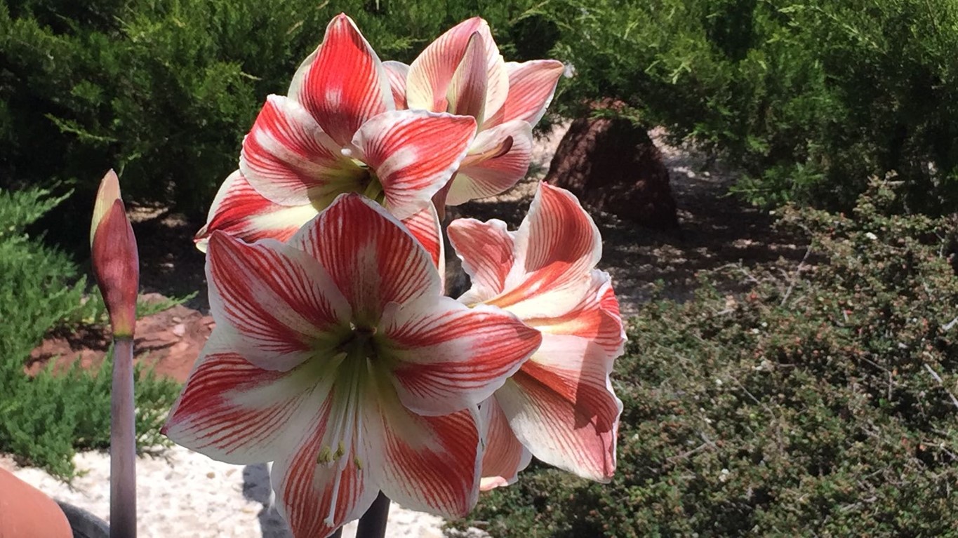 Amarilis
