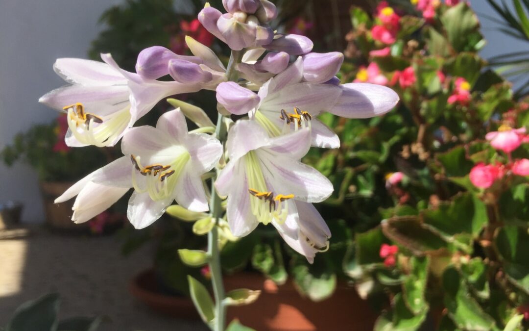 Hosta, hermosa, bellas de día.