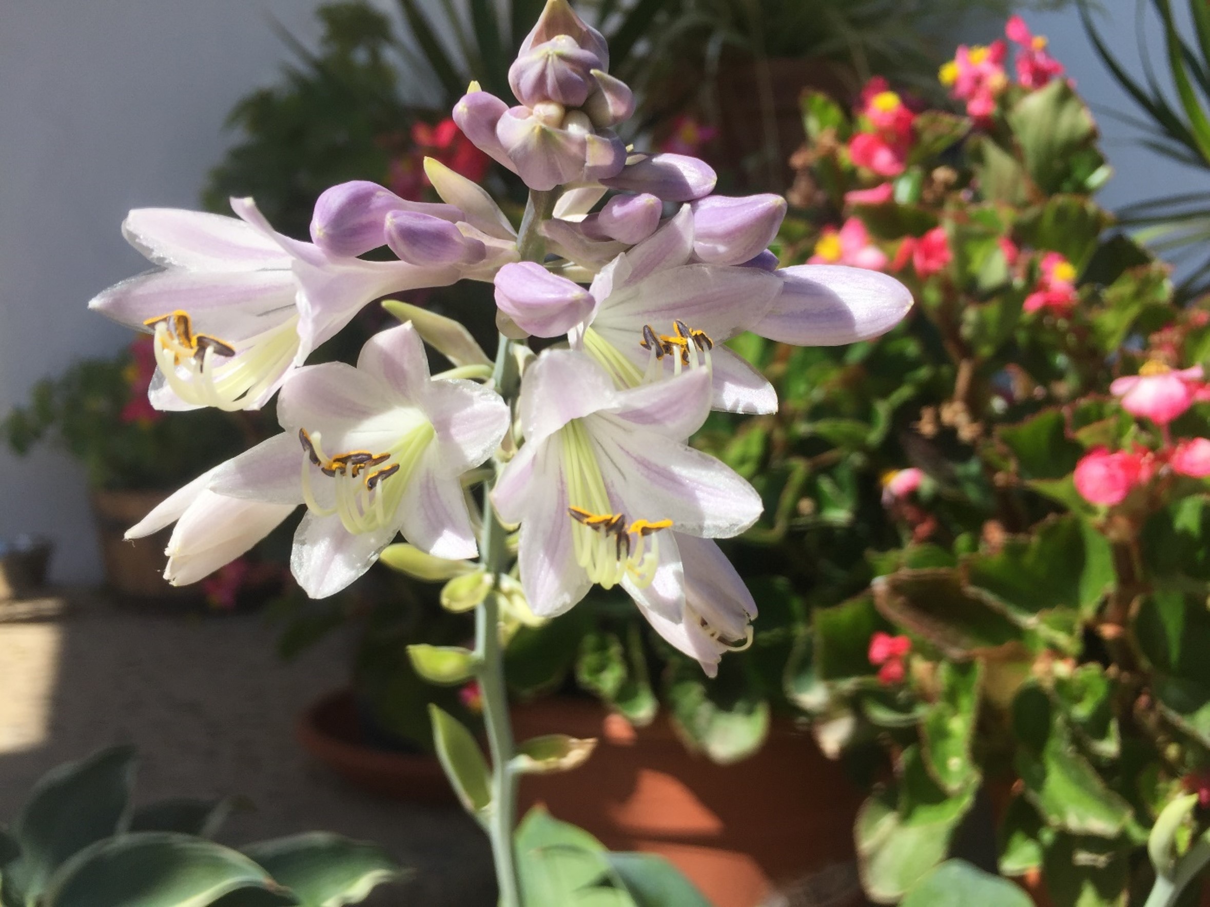 Hosta