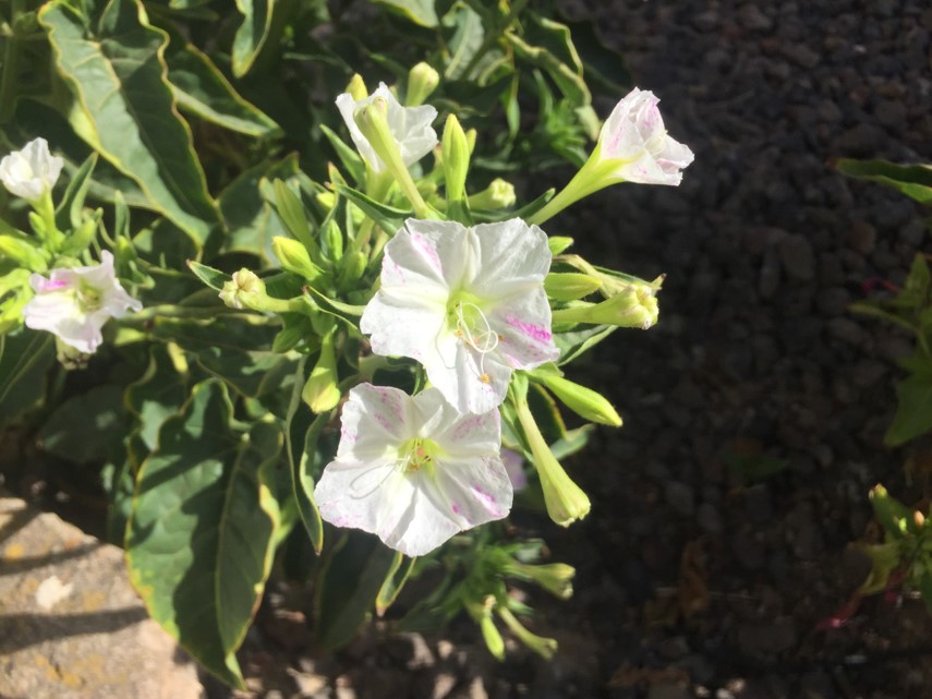 Mirabilis jalapa: Periquitos o Galán de noche.