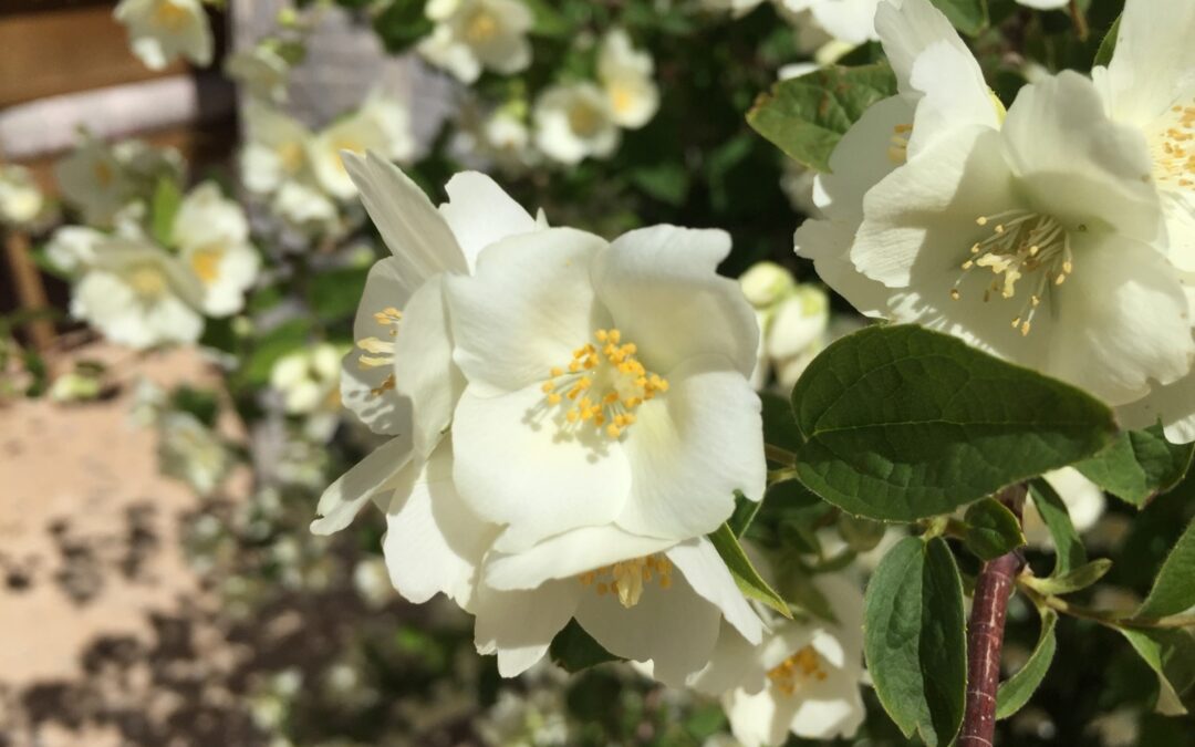 Celinda, falso jazmín – Philadelphus coronarius