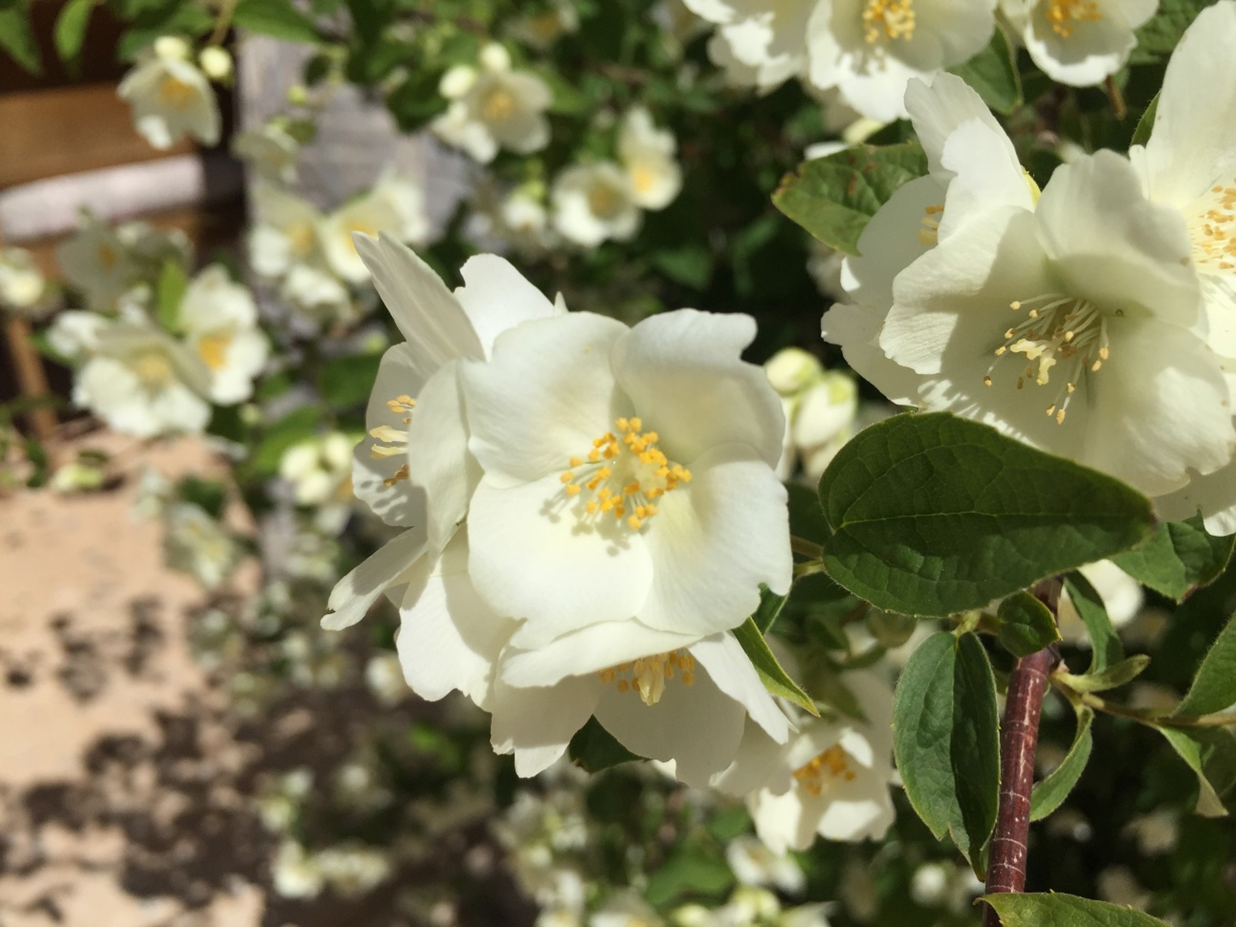 Blog Celinda