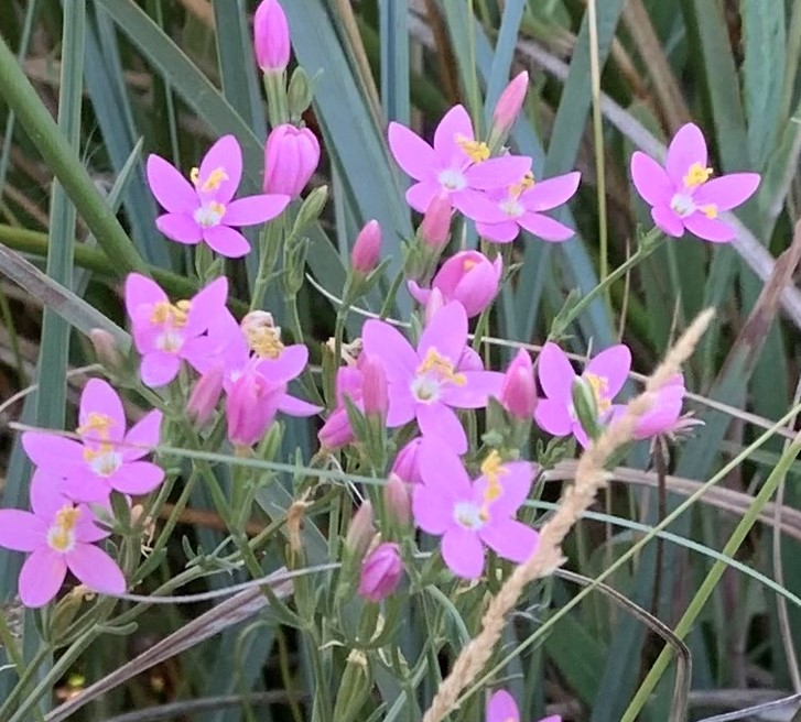 Hiel de la tierra – Centaurium erythraea