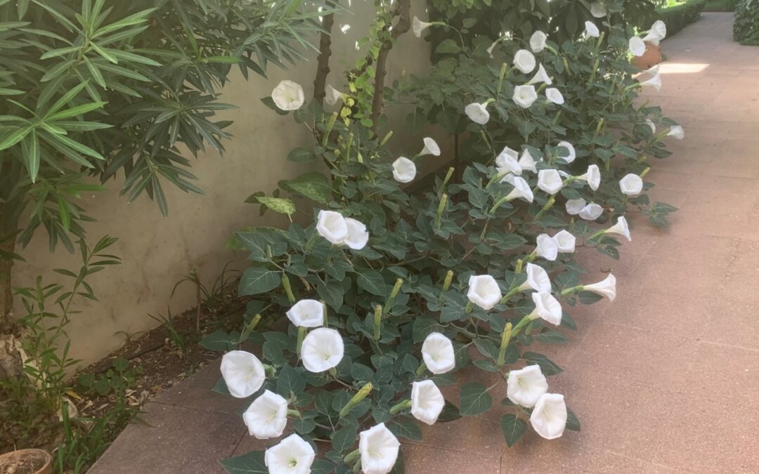 Toloache – Tártago – Datura innoxia