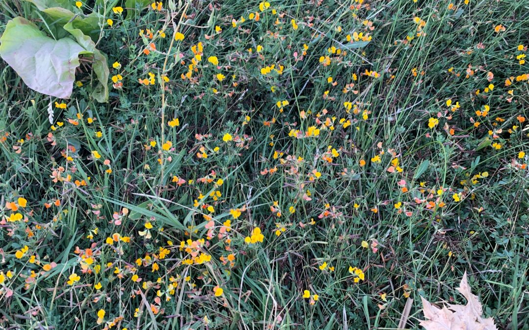 La Hippocrepis comosa: Curiosidades sobre la Hierba de Herradura