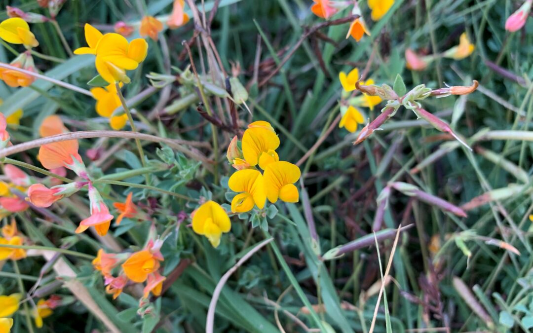 Herraduras – Hippocrepis comosa