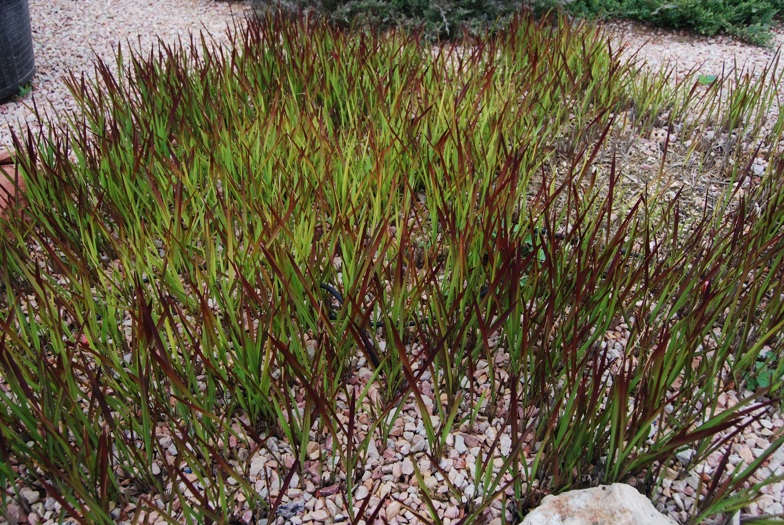Hierba sanguinea