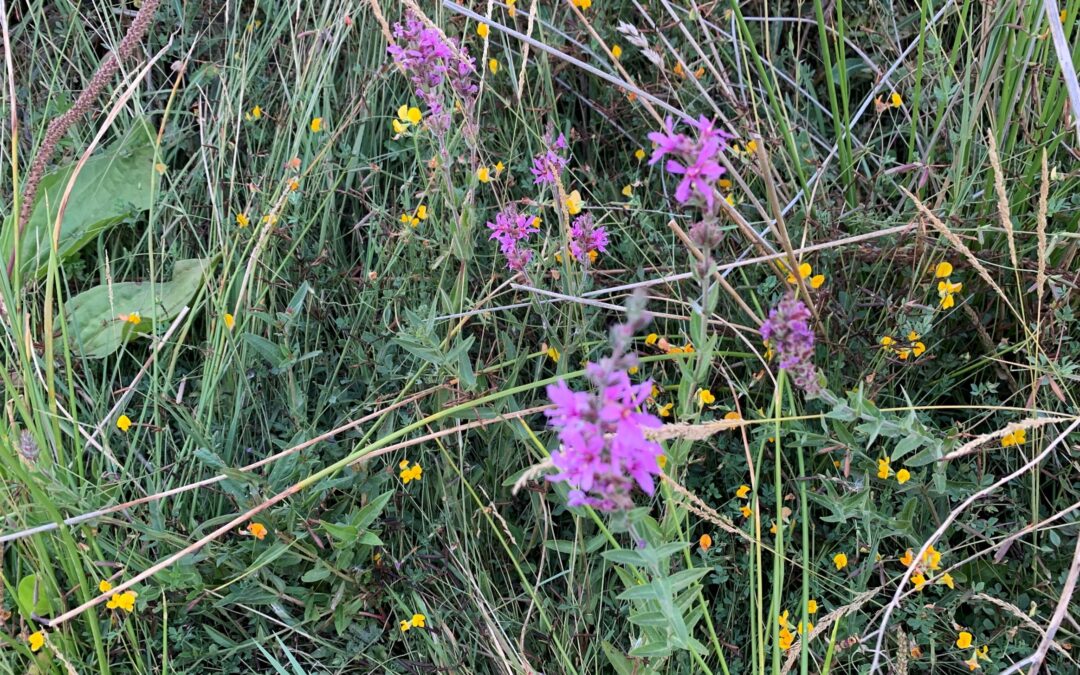 Arroyuela – Lythrum salicaria