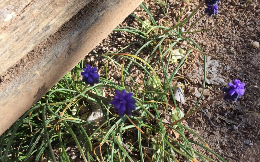 Muscari neglectum